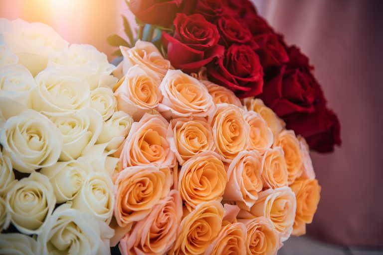 Floral background of red, white and pink roses. Large bouquets of colorful rose buds close up, festive floral background for women's day and valentine's day
